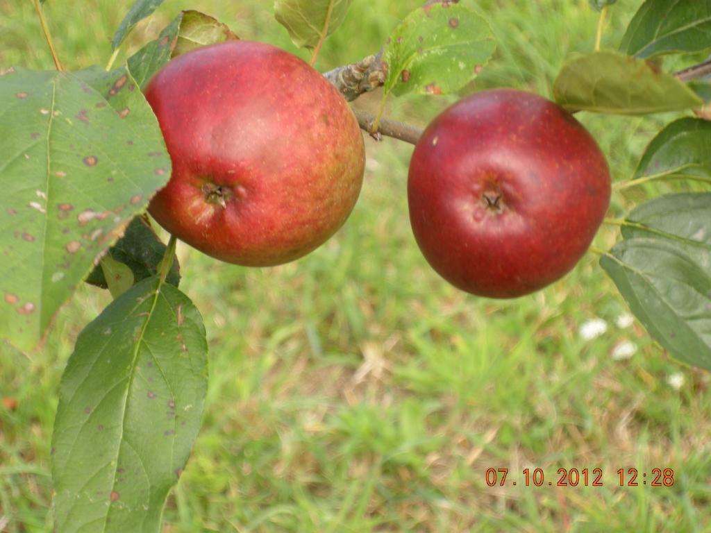 Finca Portizuelo Luarca Exterior foto
